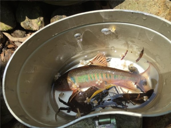 野外求生食物