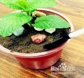 创意美食Diy之作