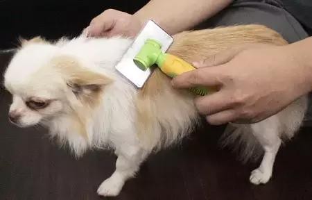 史上最全宠物护理篇，你值得拥有！