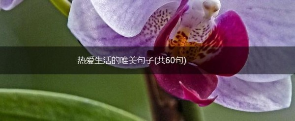 热爱生活的唯美句子(共60句),第1张