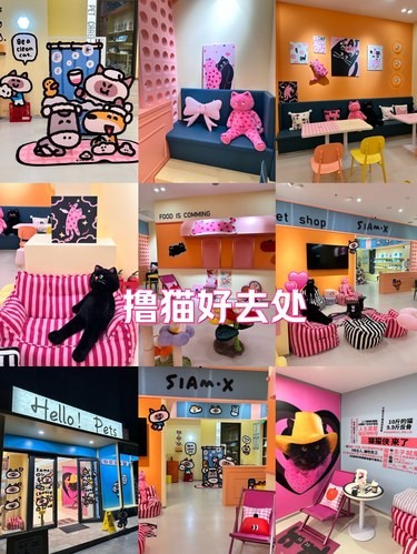 北京最全品种撸猫店