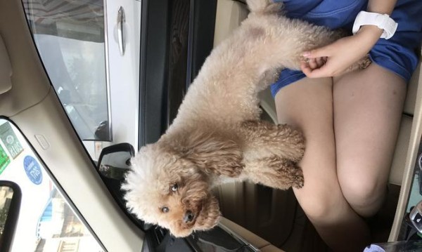 泰迪犬吃药指南（让你的宠物轻松服药的小技巧）