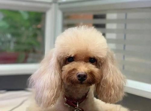 泰迪犬吃药指南（让你的宠物轻松服药的小技巧）