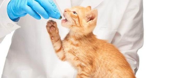 照顾瘫痪的宠物猫咪（让你的爱猫充满关爱与温暖）