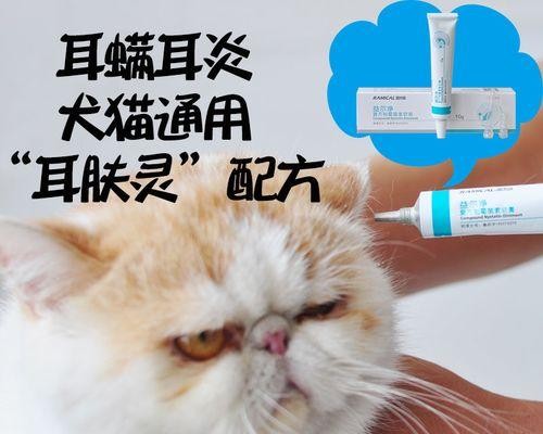 照顾瘫痪的宠物猫咪（让你的爱猫充满关爱与温暖）