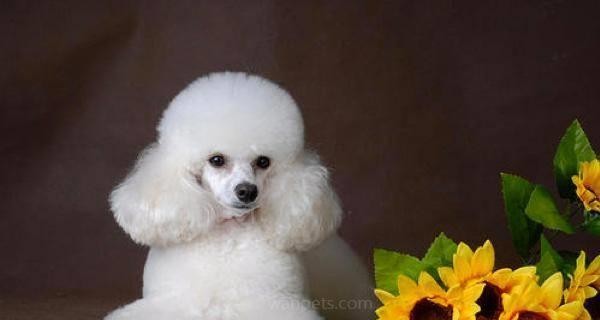 贵宾饲养全攻略（如何照顾贵宾犬？-）
