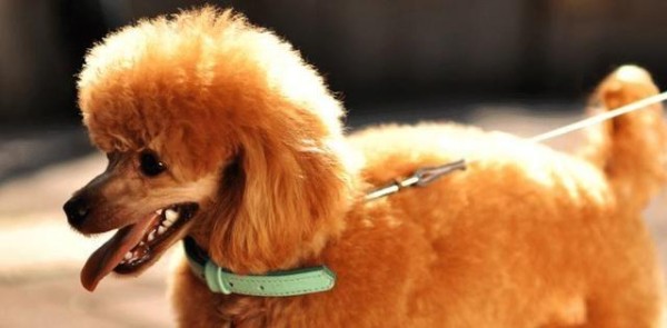 贵宾饲养全攻略（如何照顾贵宾犬？-）