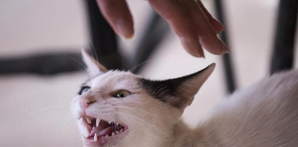 宠物猫咪为何突然经常吓一跳（探究猫咪惊恐的原因及应对方法）