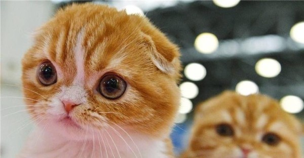 宠物猫咪为何突然经常吓一跳（探究猫咪惊恐的原因及应对方法）
