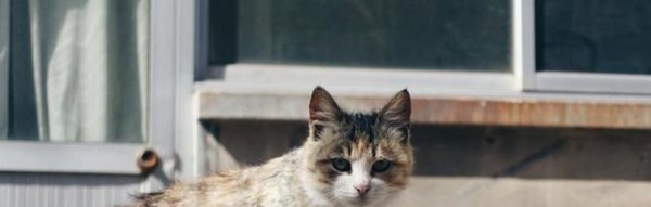 宠物猫咪为何突然经常吓一跳（探究猫咪惊恐的原因及应对方法）