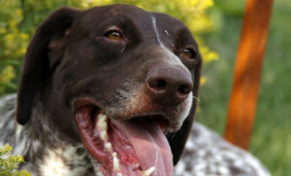 以德国短毛指示犬为伴，如何饲养？（从照顾到训练，掌握这些技巧让宠物更健康更快乐）