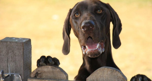 以德国短毛指示犬为伴，如何饲养？（从照顾到训练，掌握这些技巧让宠物更健康更快乐）