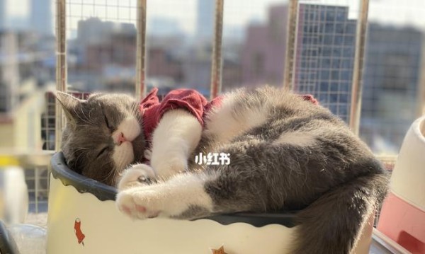 猫咪能长时间不晒太阳吗（宠物的晒太阳需求及照顾技巧）