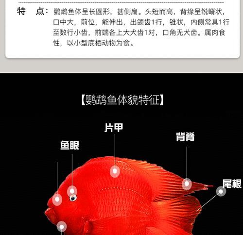 以血鹦鹉为宠物的全面饲养指南（学会如何照顾血鹦鹉，让它健康快乐地成长）
