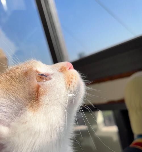 猫咪能长时间不晒太阳吗（宠物的晒太阳需求及照顾技巧）