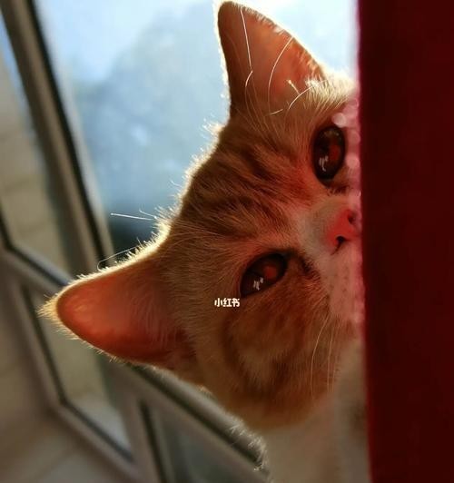 猫咪能长时间不晒太阳吗（宠物的晒太阳需求及照顾技巧）