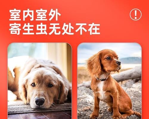 不需要驱虫药的狗狗养护方法（关爱宠物健康）