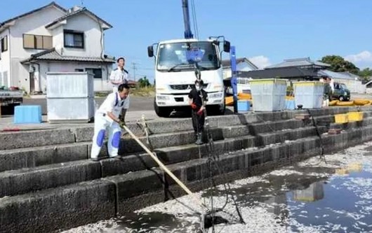 上百吨沙丁鱼涌入日本鱼港后死亡，日本人慌了