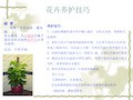 室内植物养护手册 PPT资料24页