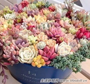 秋季多肉植物的养护方法