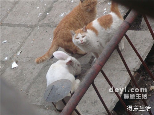 兔兔&猫咪