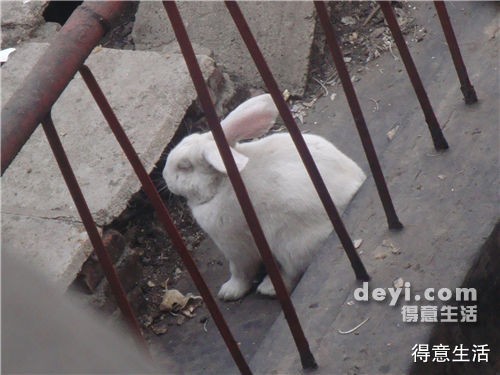 大兔子啊大兔子
