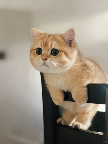 猫咪表情萌翻天