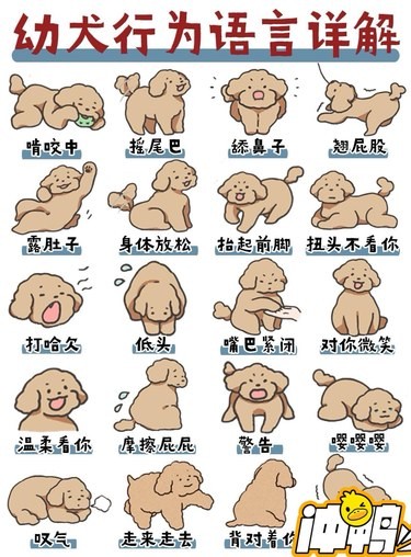 幼犬行为超详解小狗狗的心思也不少