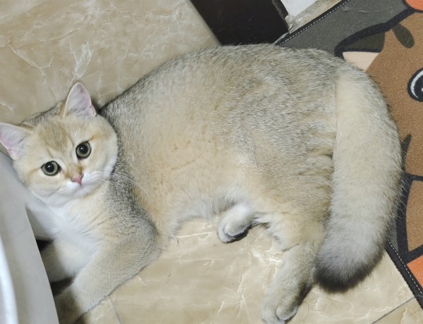 金渐层成猫***养！家里猫多！