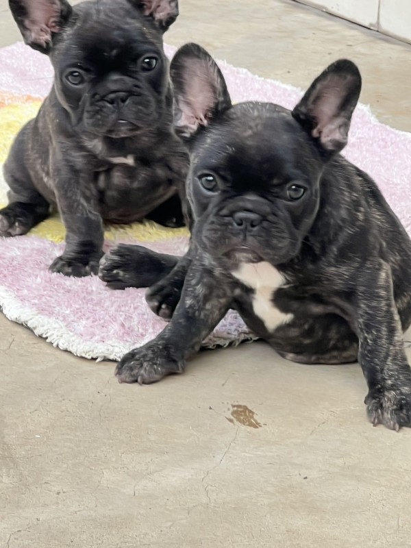 自家繁育法牛幼犬