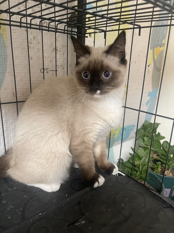 宠物猫家养的