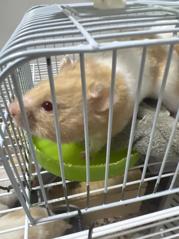 仓鼠