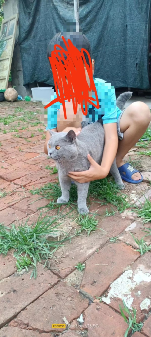 借配，出售小猫