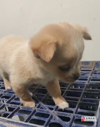 小狗