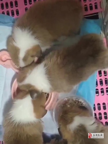 出售小柯基
