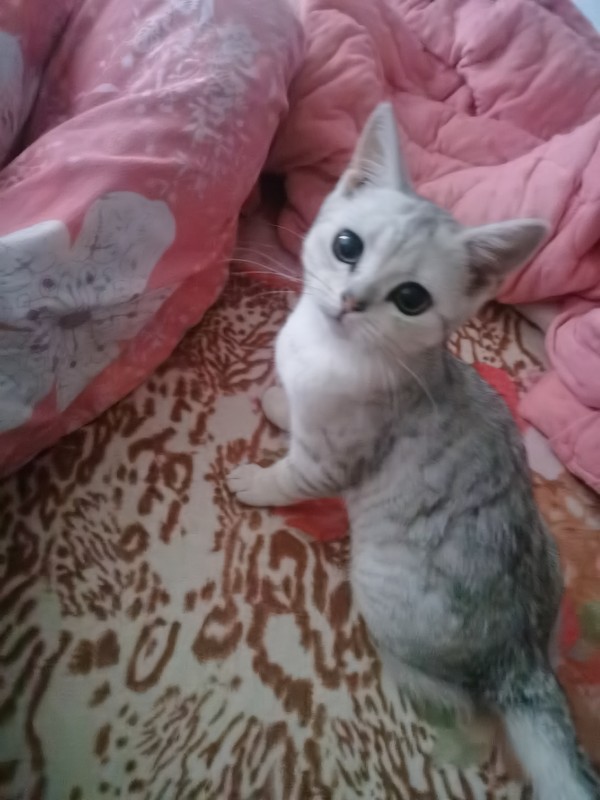 小银渐层母一只带猫砂猫盆爱猫人联系
