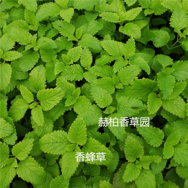 香蜂草6.2_副本_副本