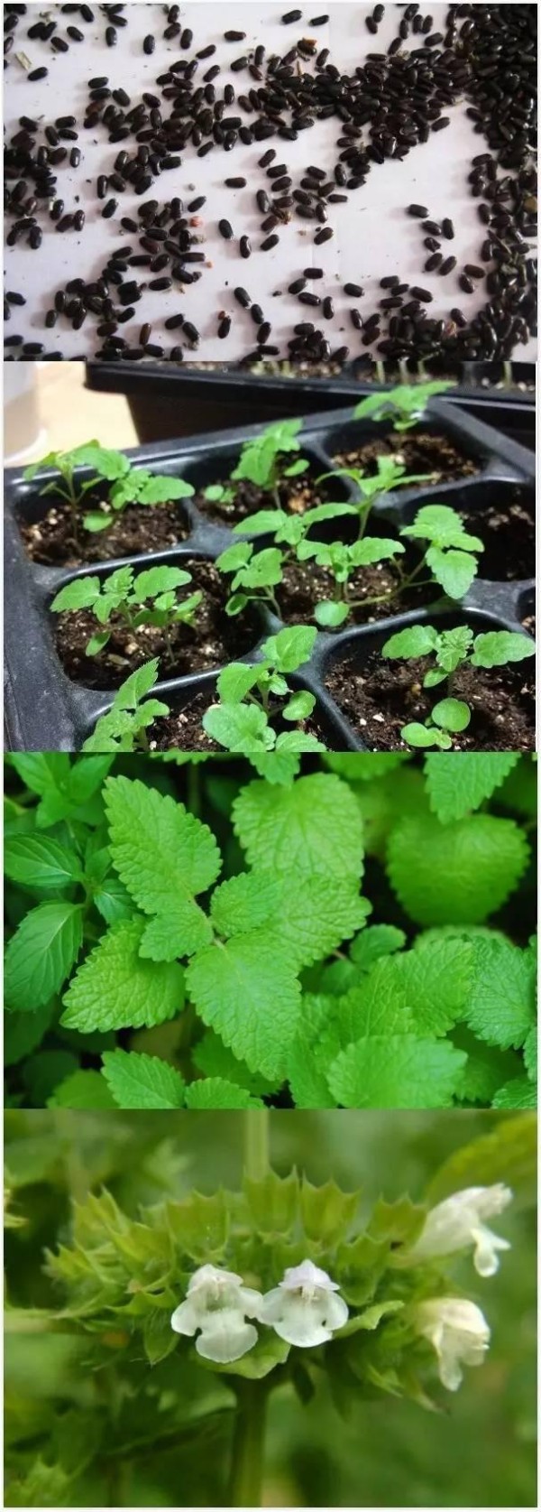 香蜂草新苗