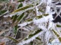 园林植物冬季养护管理技术要领