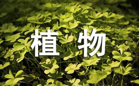 植物应该怎么养？