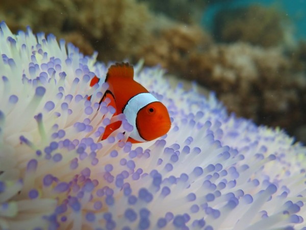 clown fish