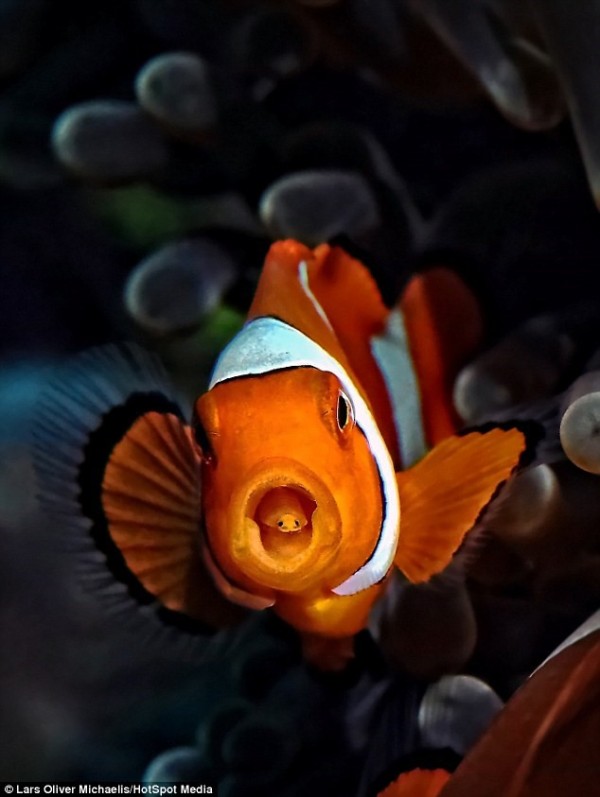 clown fish fact