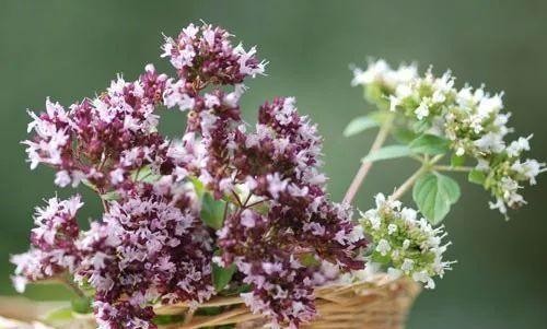 精油生活|芳香疗法调节甲亢的优势
