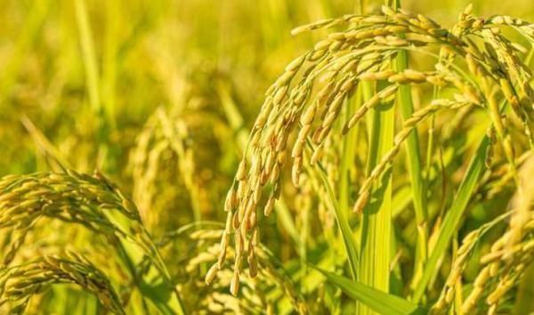地球上有超过 50,000 种不同类型的可食用植物