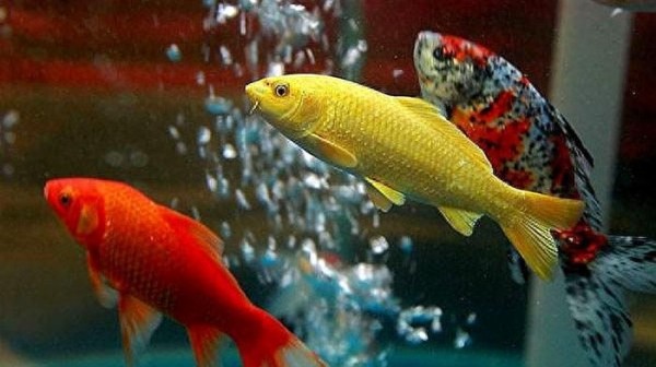 金鱼怎么养才能活得长久?养好金鱼的5个关键要点