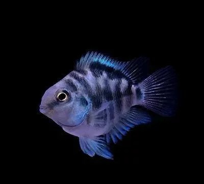 十种好养的观赏鱼(建议新手保留)