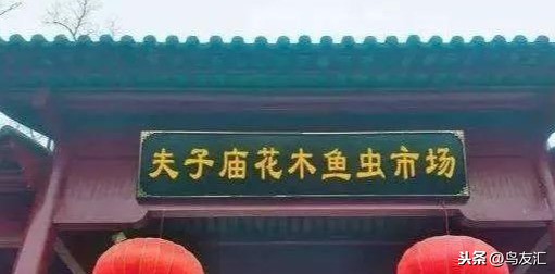 （鸟友汇）什么鸟好养，养鸟知识，分享养鸟的一点体会 