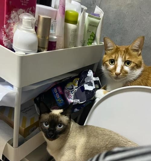 老猫的卫生间生活（探秘老猫卫生间的种种细节）
