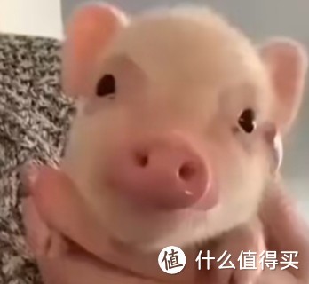 除猫狗以外的萌宠推荐，你会养哪个？