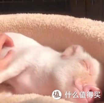 除猫狗以外的萌宠推荐，你会养哪个？